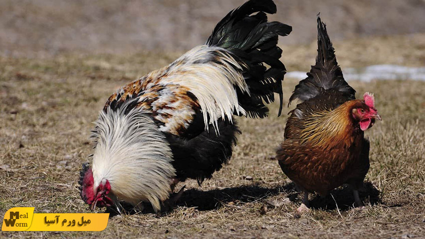 حقایقی جالب درباره مرغ و خروس