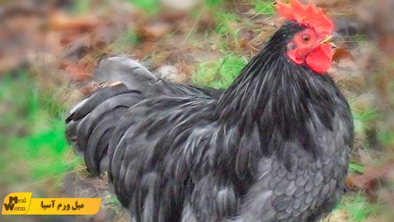 مرغ و خروس کوشین