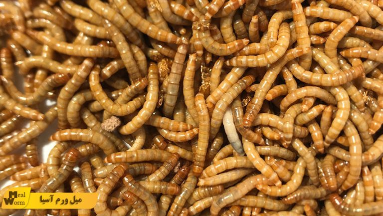 سود پرورش میل ورم