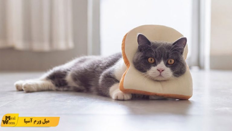 نان برای گربه