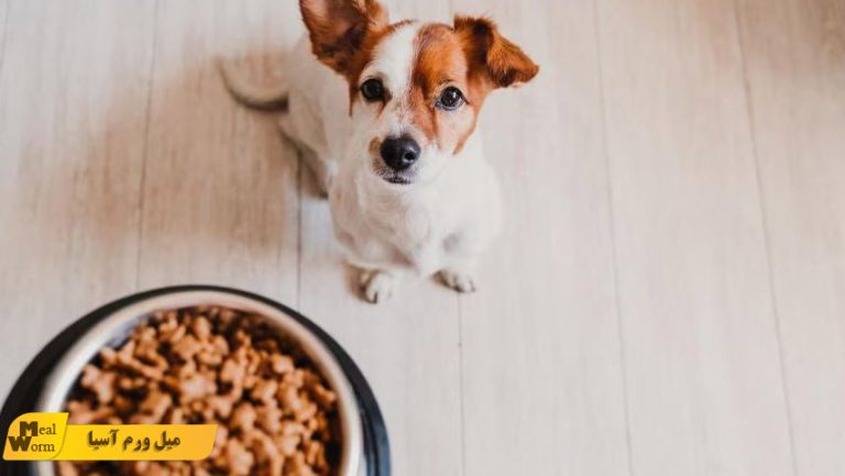 تغذیه سگ بر اساس سن و نژاد