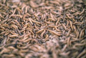 تحلیل ترکیبات و ارزش غذایی سوپر ورم زنده 