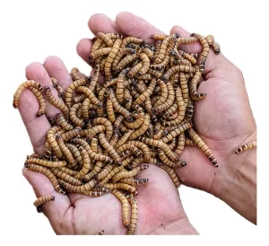 سوپر ورم زنده: طعمه ای بی نظیر برای ماهیگیری 