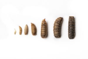 مرحله لارو: موتور محرک تبدیل زیستی 