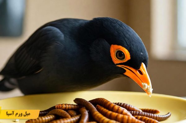 تغذیه مناسب مرغ مینا