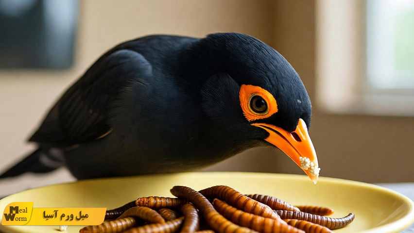 تغذیه مناسب مرغ مینا