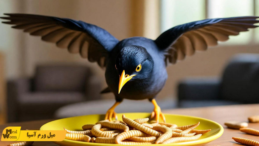 تغذیه مناسب مرغ مینا