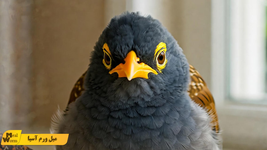 درمان بیماری های رایج مرغ مینا در خانه