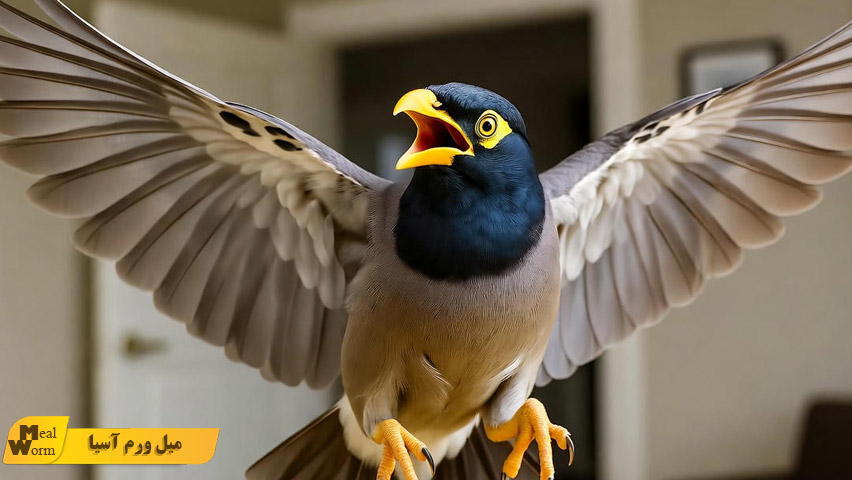 تغذیه مناسب مرغ مینا