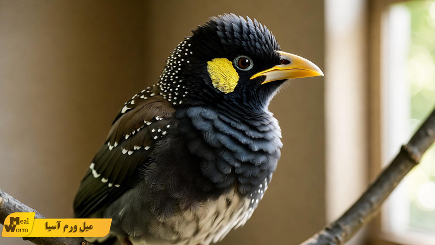 بیماری های رایج مرغ مینا