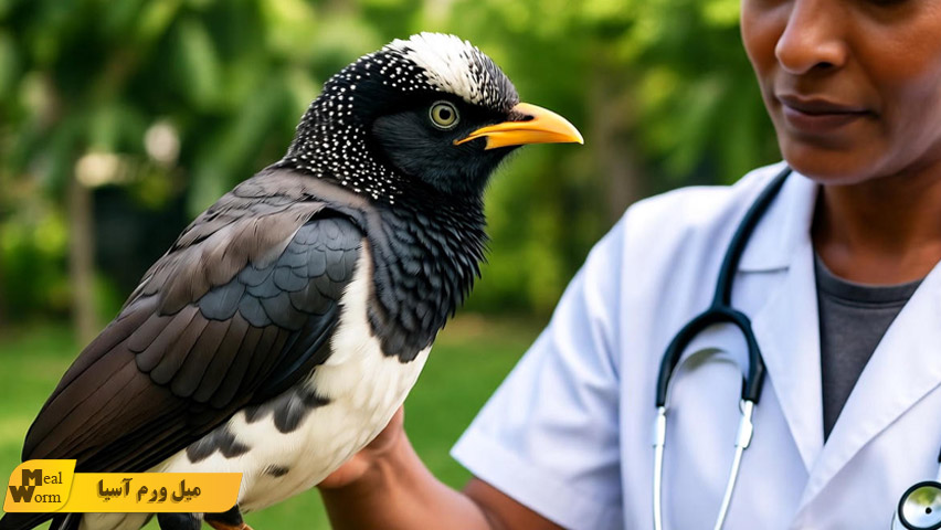 درمان بیماری های رایج مرغ مینا در خانه