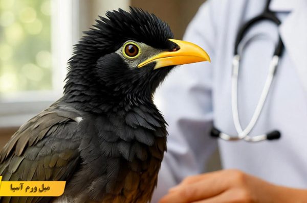 بیماری های رایج مرغ مینا در خانه