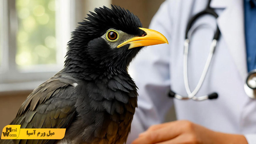 بیماری های رایج مرغ مینا در خانه