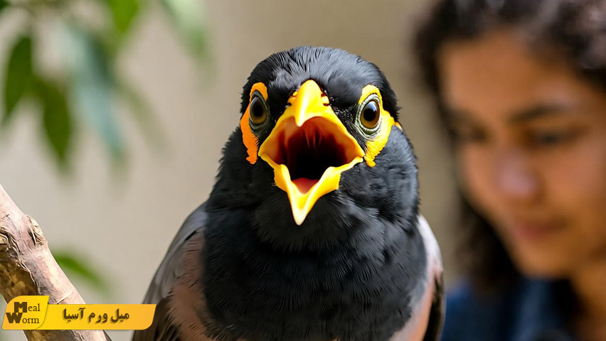 تغذیه مناسب مرغ مینا