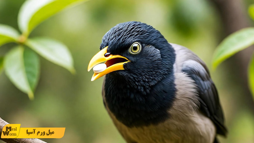 بیماری های رایج مرغ مینا در خانه