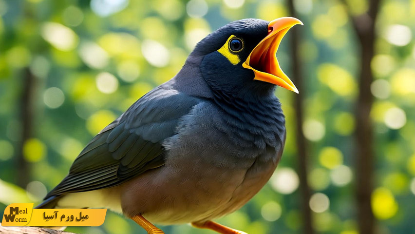 تغذیه مناسب مرغ مینا