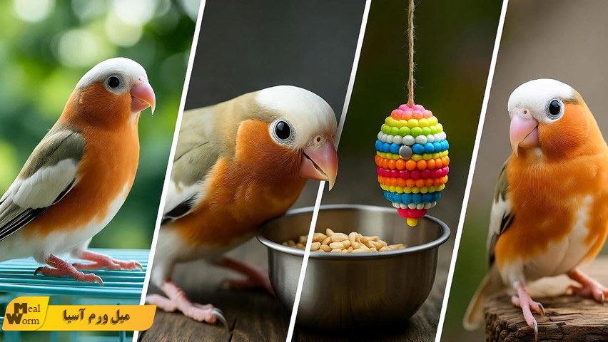 ترفندهای نگهداری از پرندگان با استفاده از لوازم استاندارد و ایمن