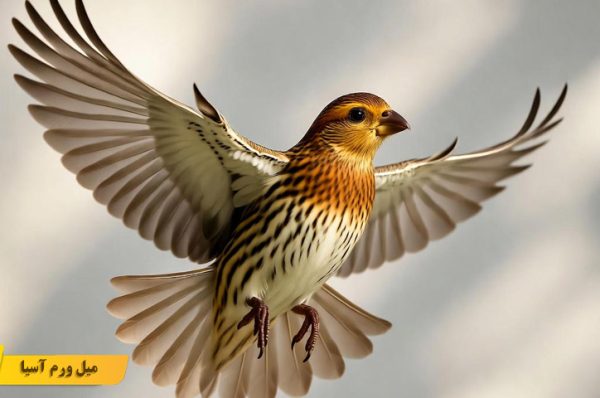 خطرات داخل خانه برای پرندگان
