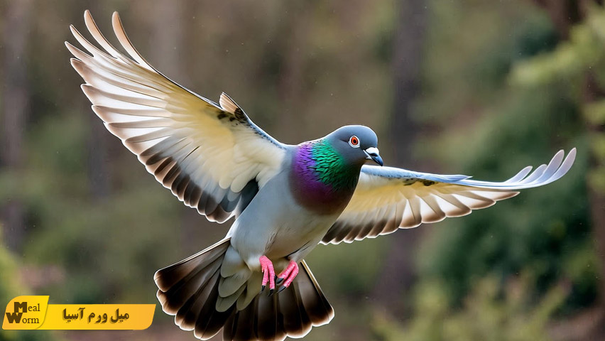 خطرات داخل خانه برای پرندگان