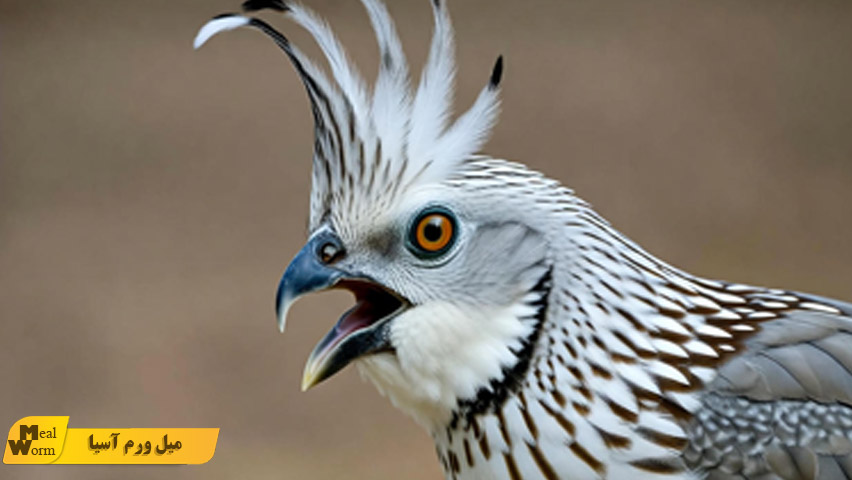 خطرات داخل خانه برای پرندگان