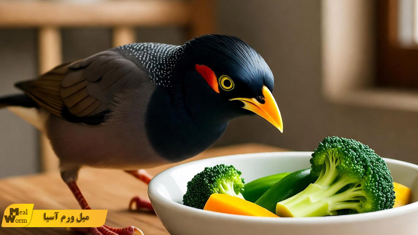 تغذیه طبیعی مرغ مینا در خانه