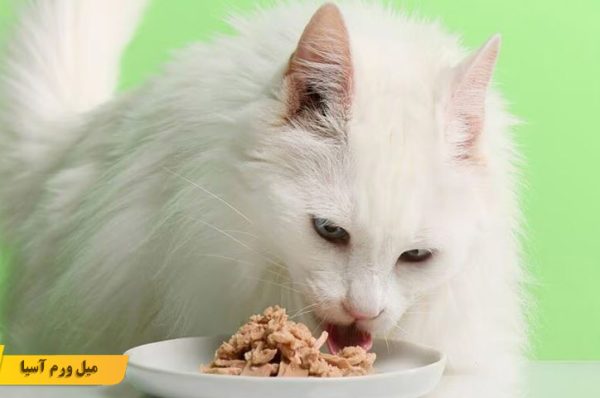تن ماهی برای گربه