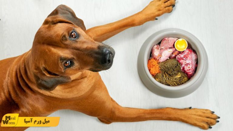 ظرف غذای سگ