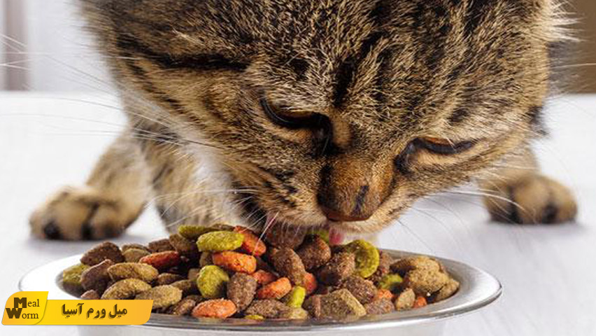 غذای رفلکس برای گربه