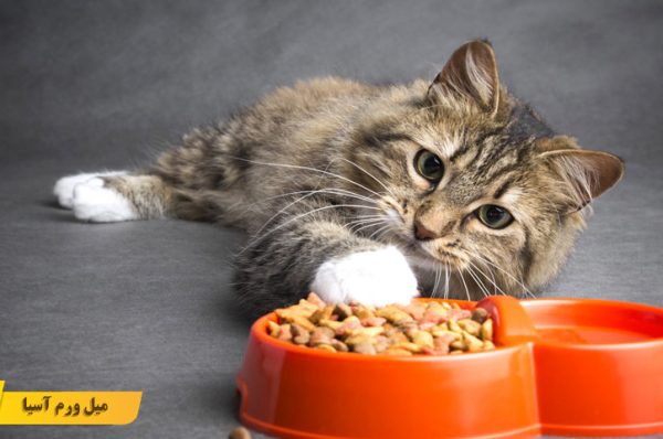 غذاهای ممنوعه برای گربه