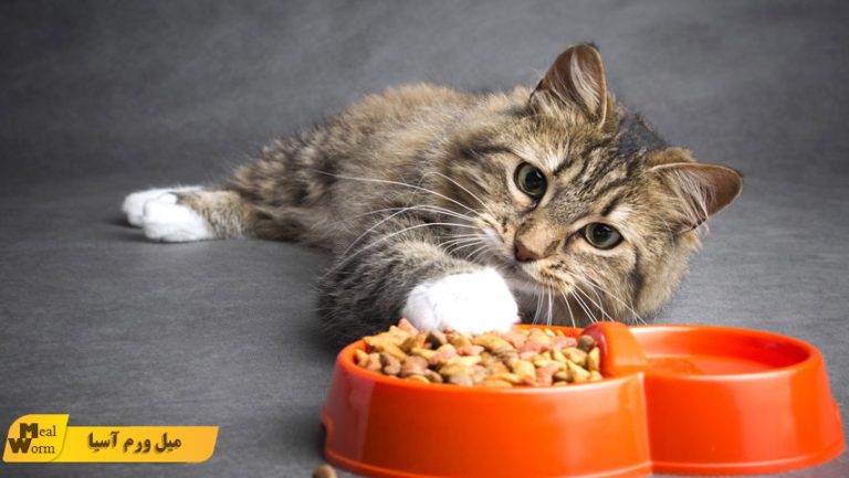 غذاهای ممنوعه برای گربه