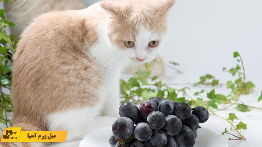 غذاهای ممنوعه برای گربه
