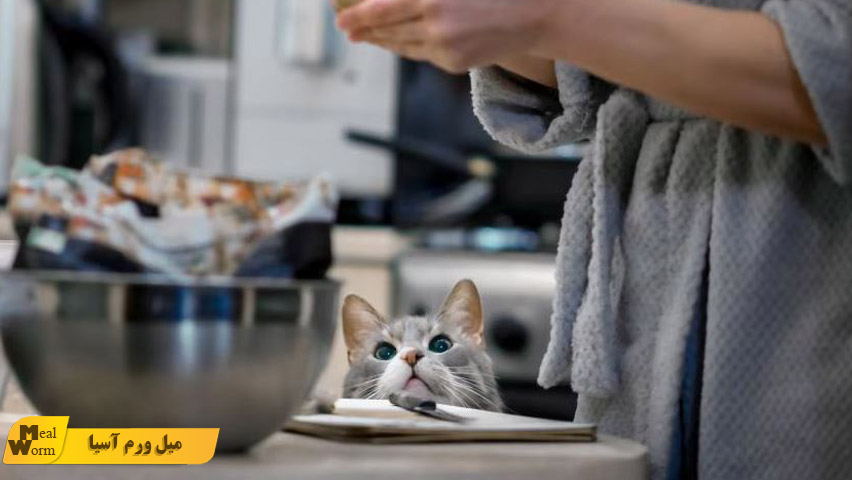 غذاهای ممنوعه برای گربه