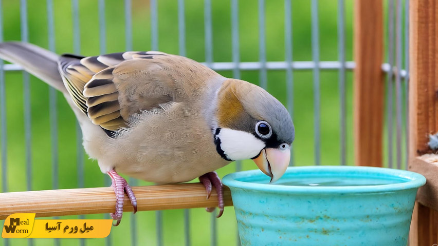 لوازم مناسب برای داشتن پرنده شاد و سالم