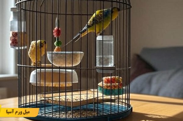 لوازم ضروری برای نگهداری از پرندگان زینتی در خانه