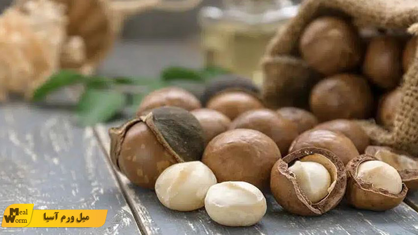 ماکادمیا برای سگ