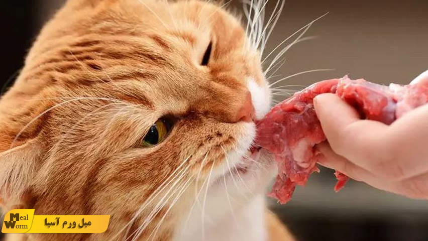 غذاهای ممنوعه برای گربه