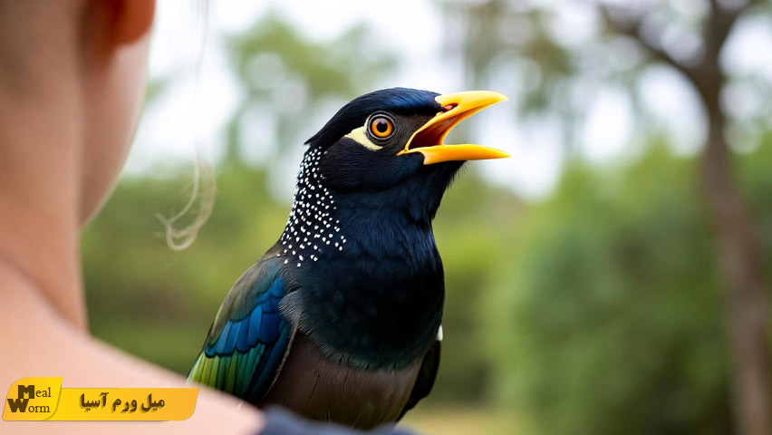 تغذیه مناسب مرغ مینا