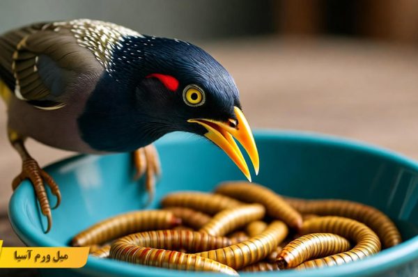 رژیم غذایی مرغ مینا