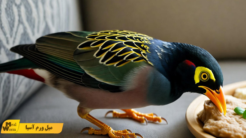 رژیم غذایی مرغ مینا