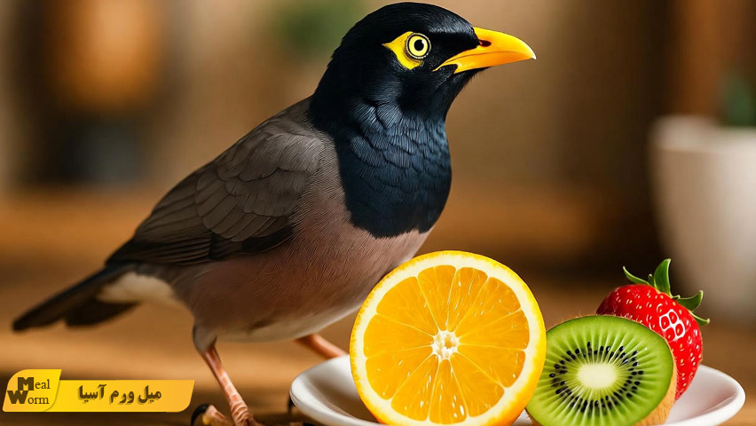 اشتباهات رایج در تغذیه مرغ مینا