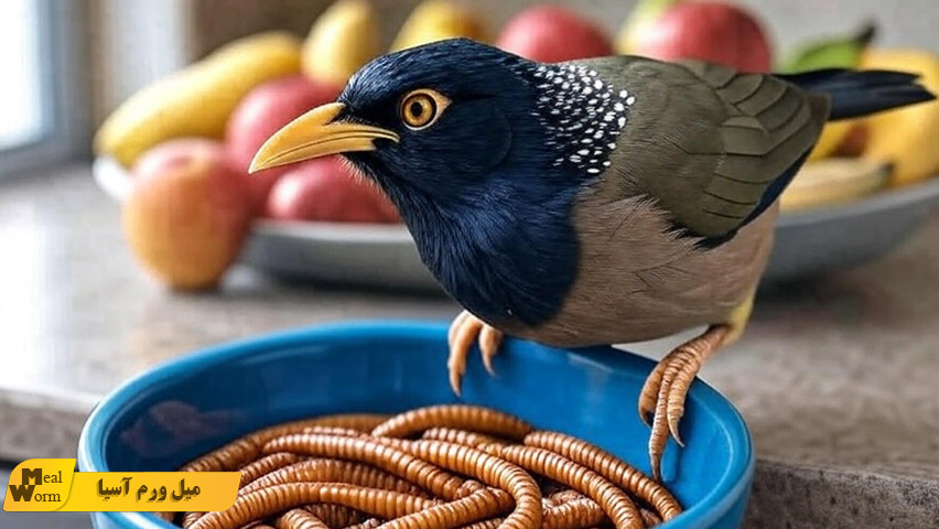 برنامه غذایی روزانه مرغ مینا