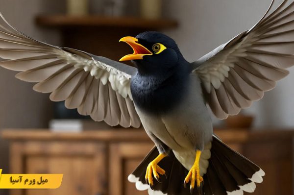 حرف زدن مرغ مینا با غذا