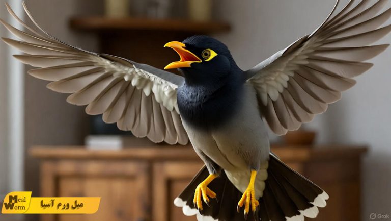 حرف زدن مرغ مینا با غذا