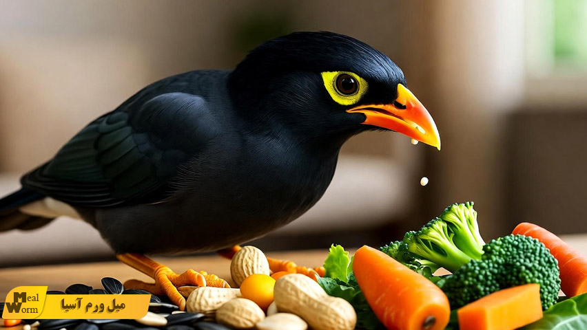 تهیه غذای خانگی مخصوص مرغ مینا