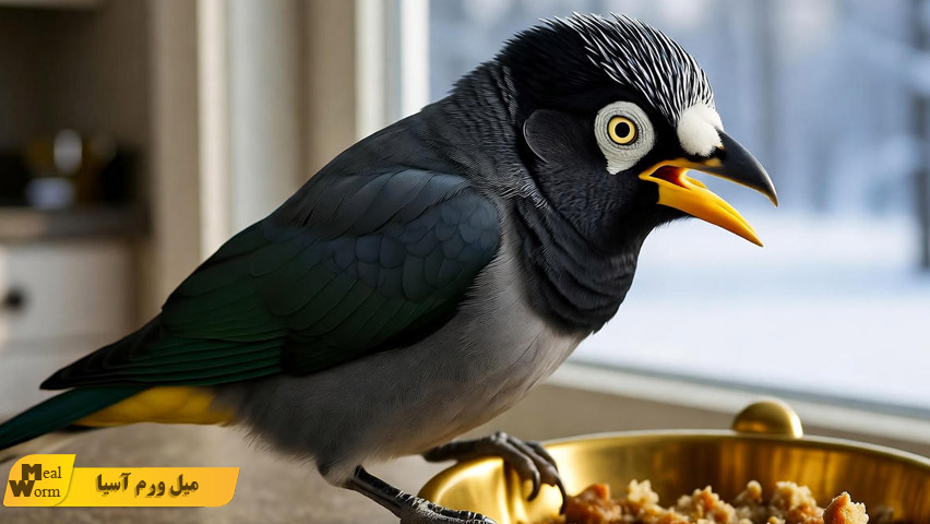 تغذیه مرغ مینا در فصل های مختلف