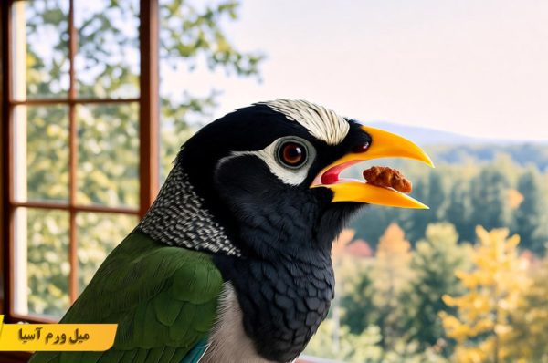 تغذیه مرغ مینا در فصل ‌های مختلف