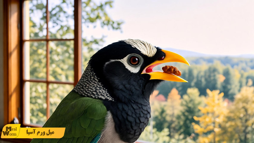 تغذیه مرغ مینا در فصل های مختلف