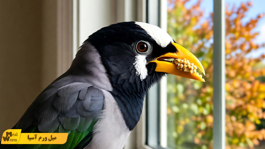 تغذیه مرغ مینا در فصل های مختلف