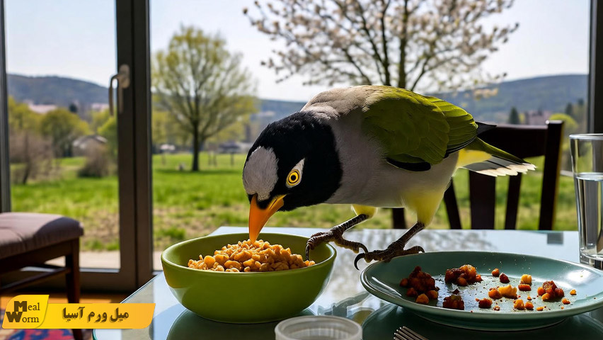 تغذیه مرغ مینا در فصل های مختلف