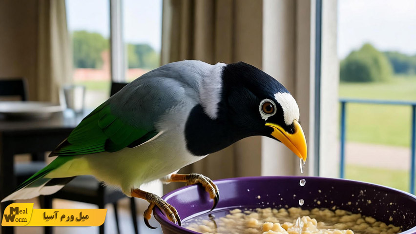 تغذیه مرغ مینا در فصل های مختلف